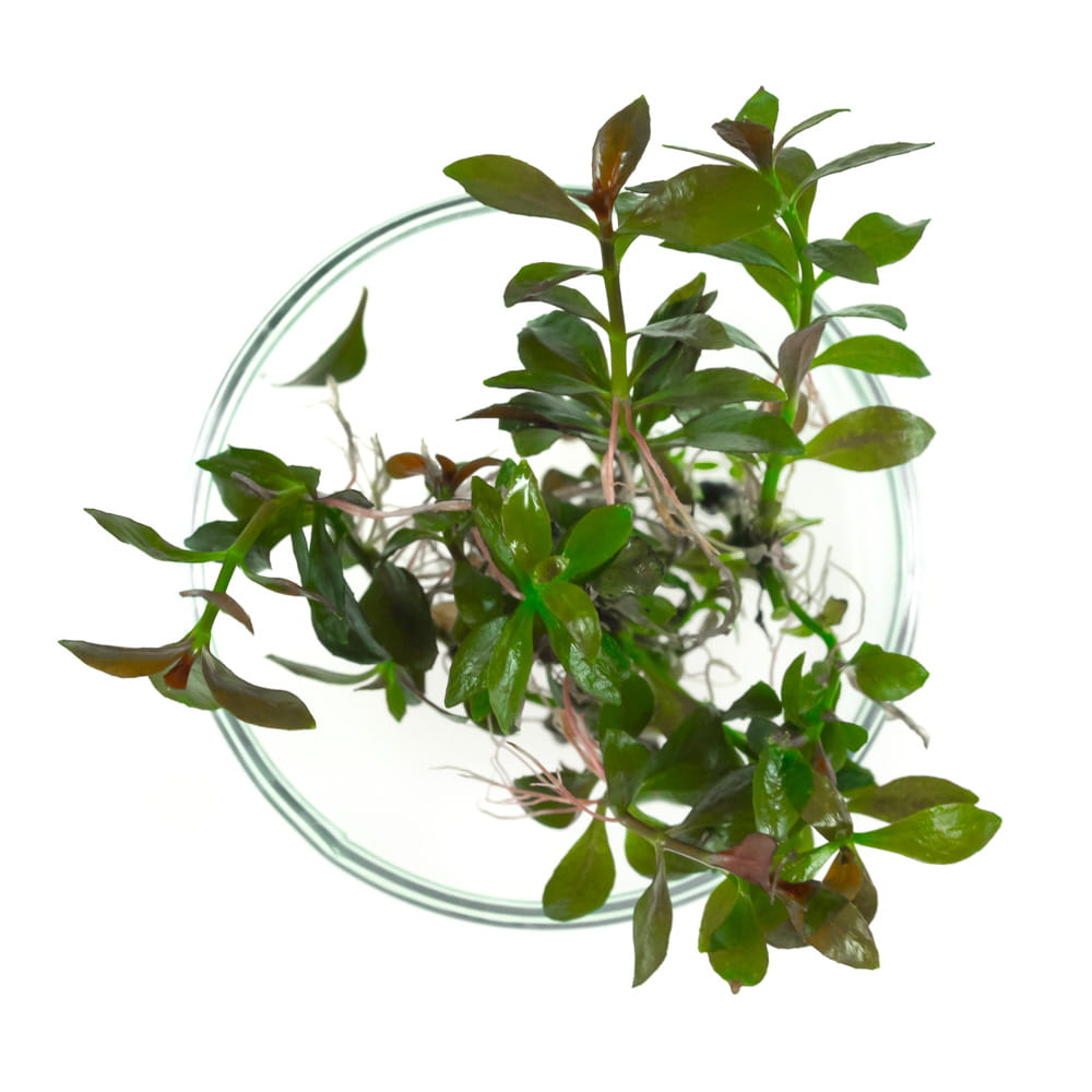 Ludwigia Repens Mesakana in vitro 5 sadzonek